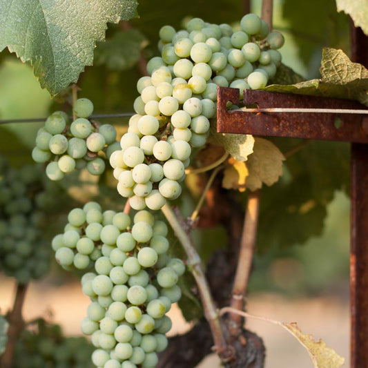 Wine Grape Vine - Chardonnay - Grow Organic Wine Grape Vine - Chardonnay Berries and Vines