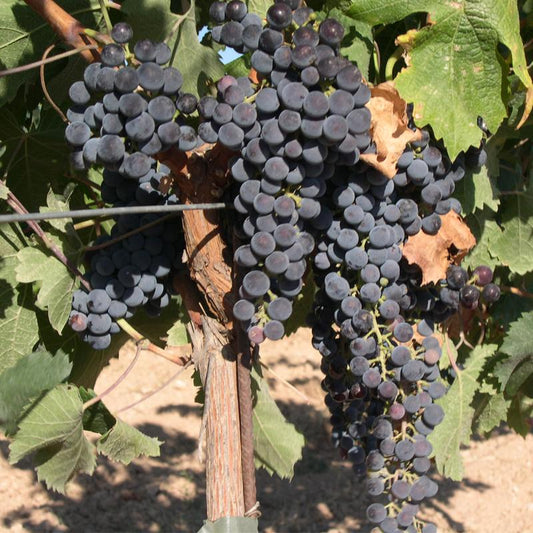 Wine Grape Vine - Merlot - Grow Organic Wine Grape Vine - Merlot Berries and Vines