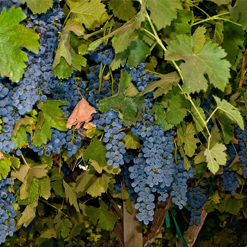 Wine Grape Vine - Shiraz (Syrah) - Grow Organic Wine Grape Vine - Shiraz (Syrah) Berries and Vines