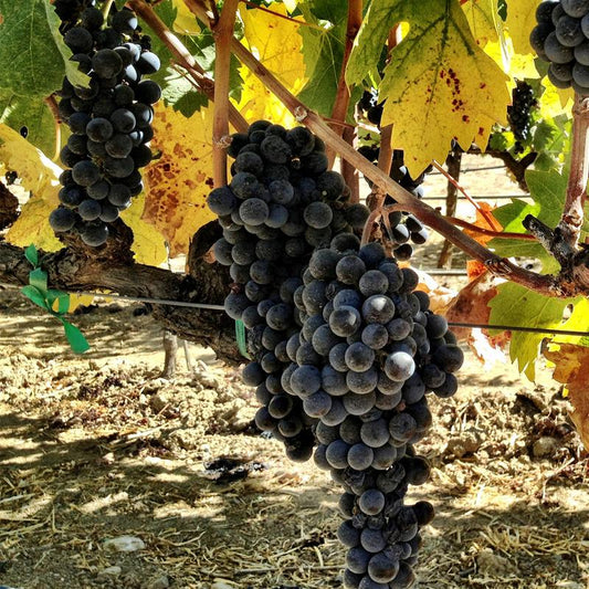 Wine Grape Vine - Zinfandel - Grow Organic Wine Grape Vine - Zinfandel Berries and Vines