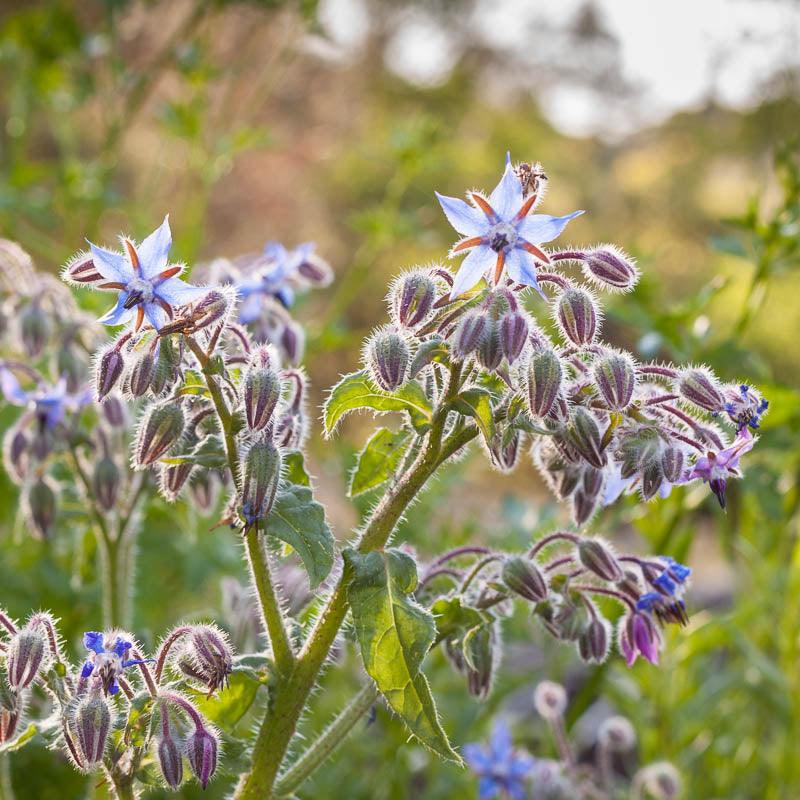 Organic Borage (1/4 lb) - Grow Organic Organic Borage (1/4 lb) Herb Seeds