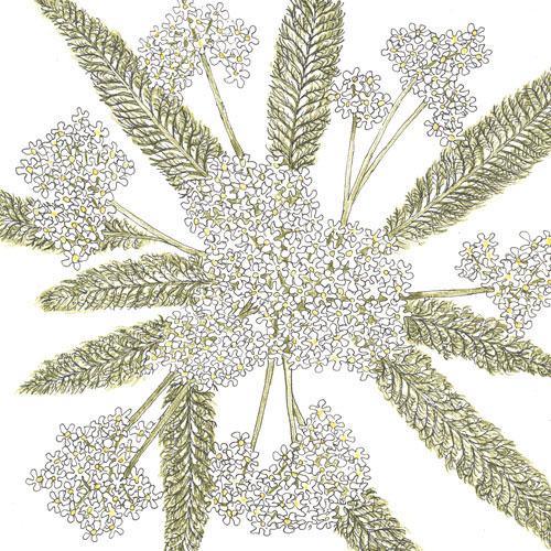 Yarrow, White (1/4 lb) - Grow Organic Yarrow, White (1/4 lb) Flower Seeds