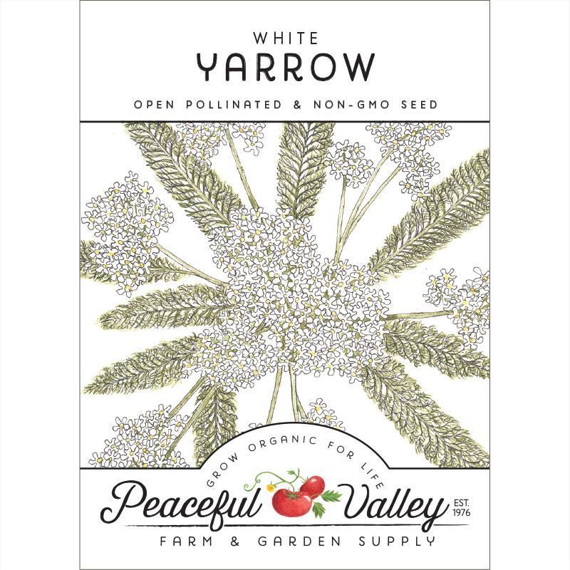Yarrow, White (pack) - Grow Organic Yarrow, White (pack) Flower Seeds