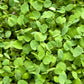 Yellow Sweet Clover, Biennial Nitrocoated (lb) Grow Organic