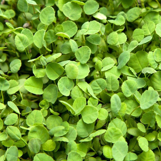 Yellow Sweet Clover, Biennial Nitrocoated (lb) Grow Organic