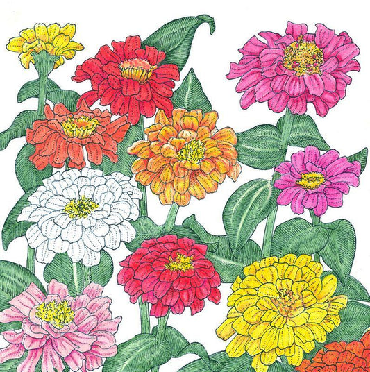 Zinnia, California Mix (1/4 lb) - Grow Organic Zinnia, California Mix (1/4 lb) Flower Seeds