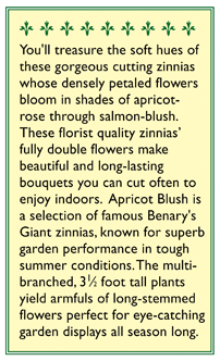 Renee's Garden Cutting Zinnia Apricot Blush - Grow Organic Renee's Garden Cutting Zinnia Apricot Blush Flower Seed & Bulbs